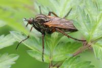 Empis tessellata