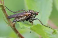Empis tessellata