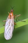 Empis stercorea