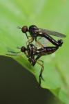 Empis nigritarsis