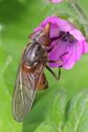 Rhingia campestris