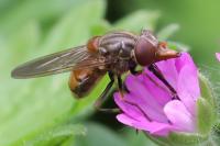 Rhingia campestris