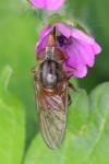 Rhingia campestris