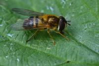 Epistrophe eligans