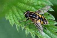Helophilus pendulus