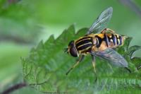 Helophilus pendulus
