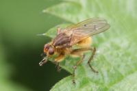 Scathophaga stercoraria