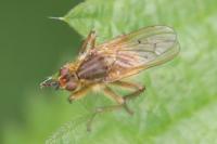 Scathophaga stercoraria