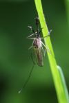 Aedes geniculatus