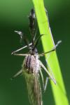 Aedes geniculatus