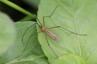 Phylidorea ferruginea