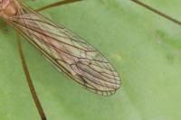 Phylidorea ferruginea