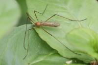 Phylidorea ferruginea