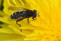 Anasimyia transfuga