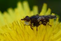 Myopa tessellatipennis