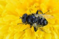 Eristalinus sepulchralis