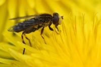 Anasimyia transfuga