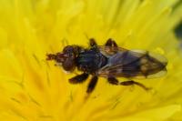 Myopa tessellatipennis