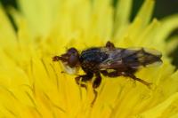 Myopa tessellatipennis