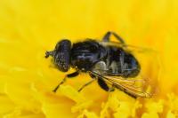 Eristalinus sepulchralis