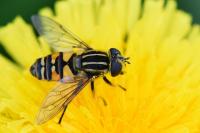 Helophilus pendulus