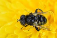 Eristalinus sepulchralis