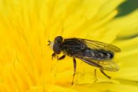 Anasimyia transfuga