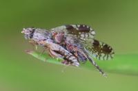 Tephritis neesii