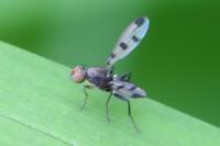 Geomyza tripunctata