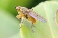 Scathophaga stercoraria