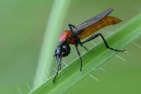 Bibio anglicus