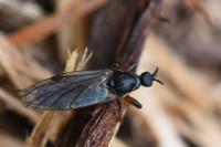 Bibio lanigerus