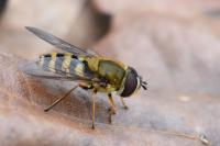 Syrphus vitripennis