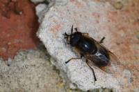 Callicera fagesii
