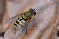 Syrphus vitripennis