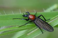 Bibio anglicus