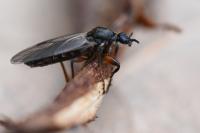 Bibio lanigerus