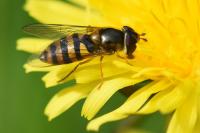 Epistrophe melanostoma