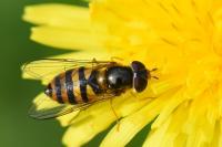 Epistrophe melanostoma