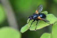 Zophomyia temula