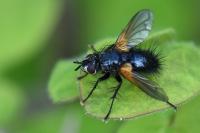 Zophomyia temula