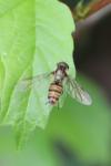 Episyrphus balteatus