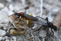 Bibio anglicus
