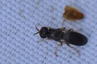 Chyliza extenuata