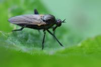 Rhamphomyia