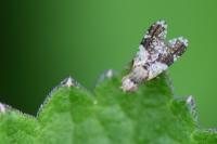 Tephritis formosa