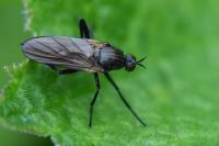 Rhamphomyia