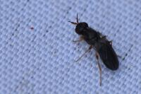 Chyliza extenuata