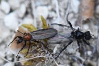Bibio anglicus