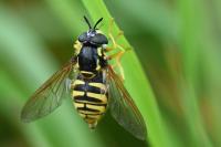 Chrysotoxum cautum